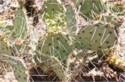 Tucson 2567